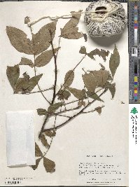 Carya glabra image