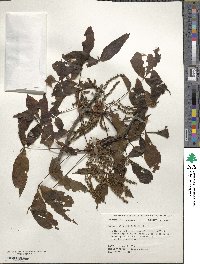 Carya glabra image