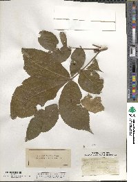 Carya glabra image