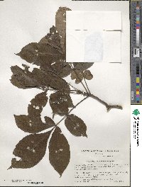 Carya glabra image