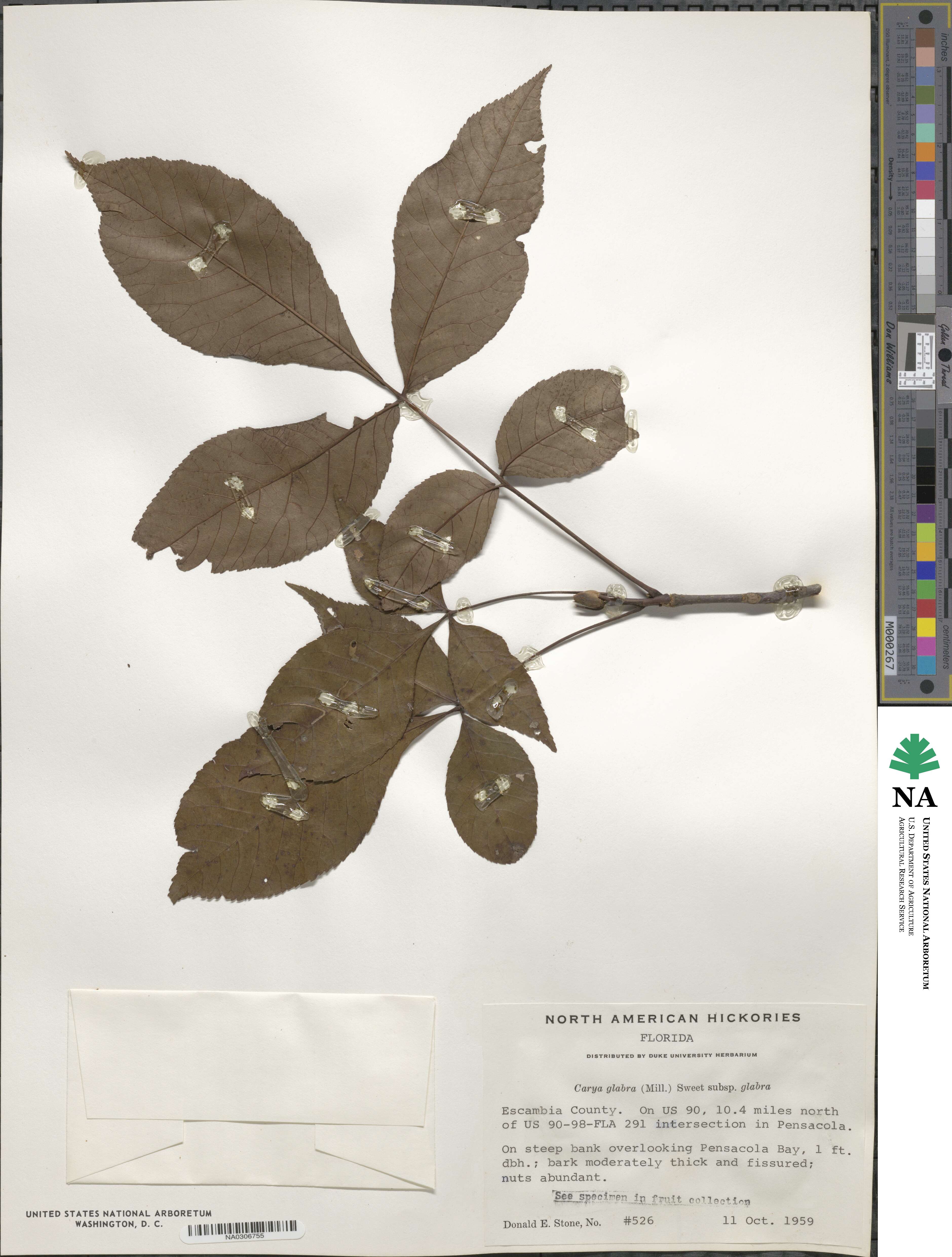 Carya glabra image