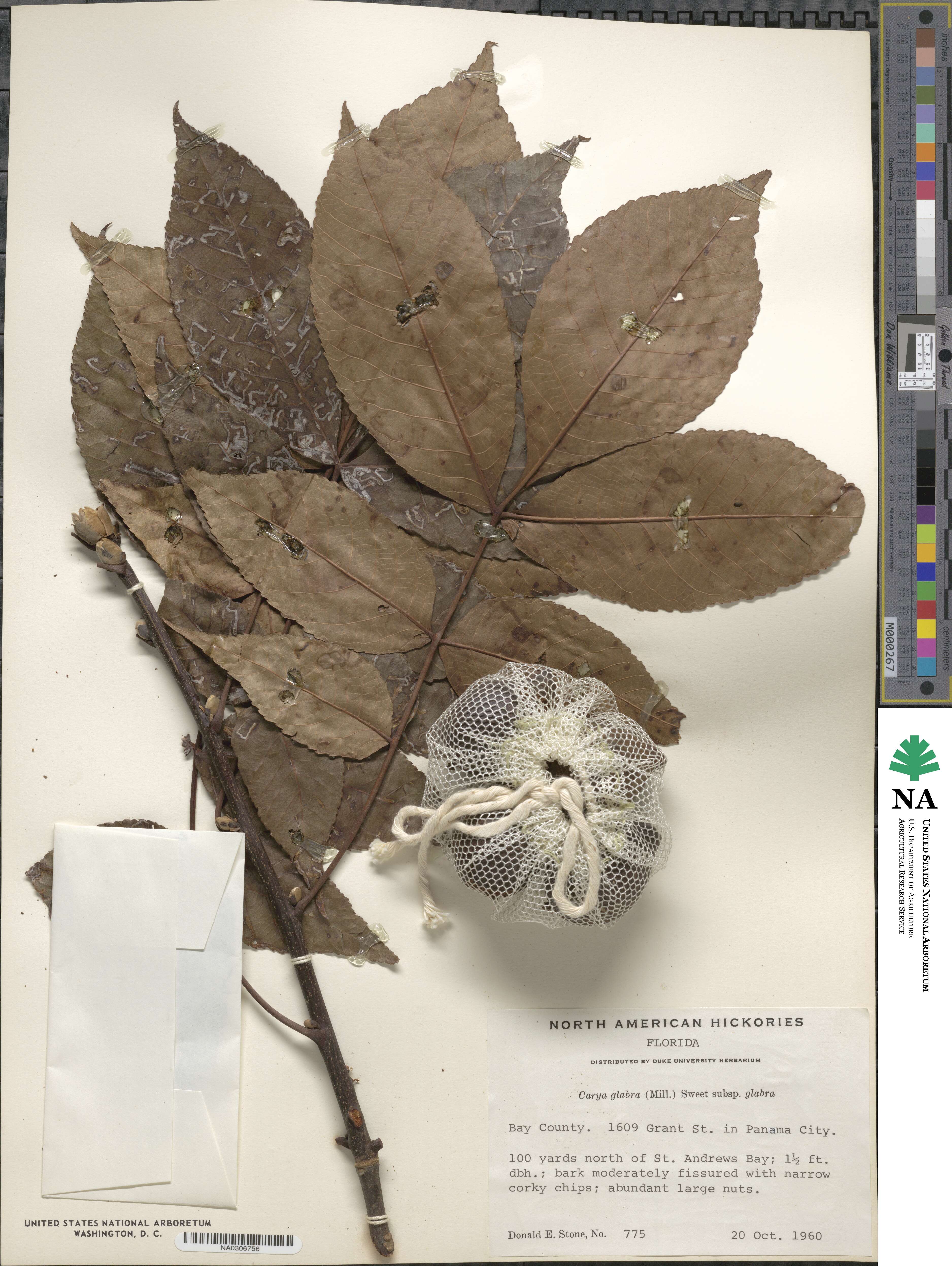 Carya glabra image