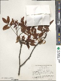 Carya glabra image