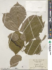 Carya glabra image