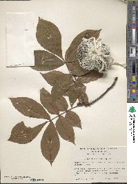 Carya glabra image