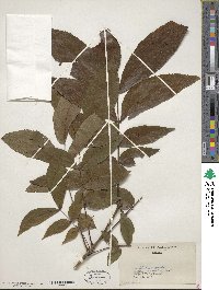 Carya glabra image