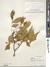 Carya glabra image