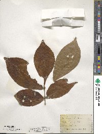 Carya glabra image