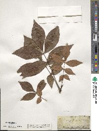 Carya glabra image