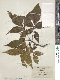 Carya glabra image