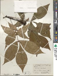 Carya glabra image