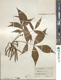 Carya glabra image