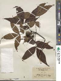 Carya glabra image