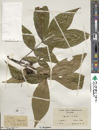 Carya glabra image