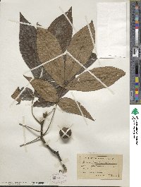 Carya glabra image