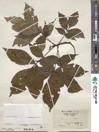 Carya glabra image