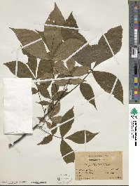 Carya glabra image