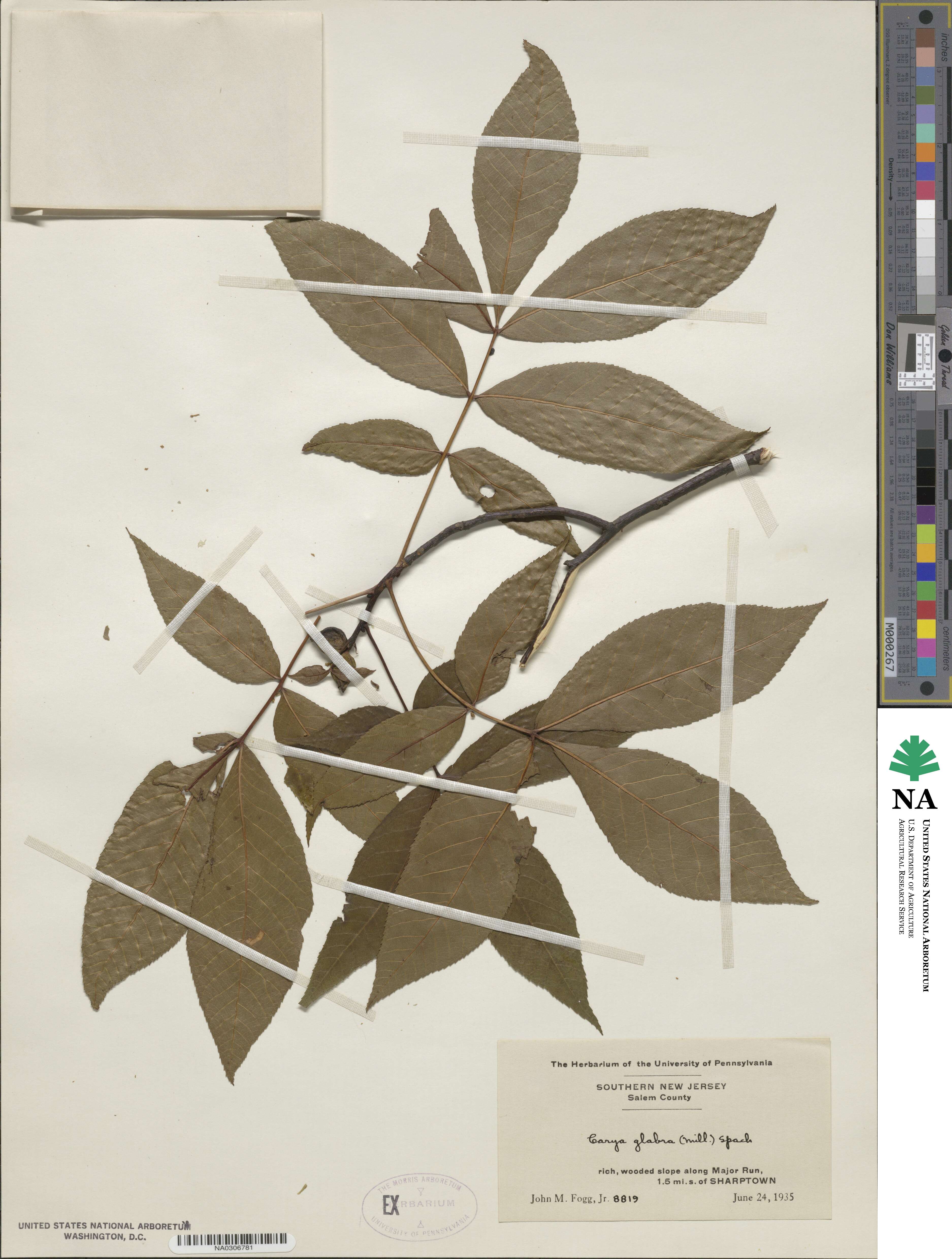 Carya glabra image