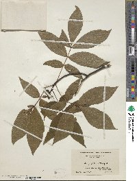 Carya glabra image