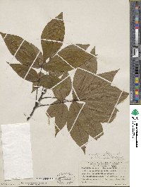 Carya glabra image