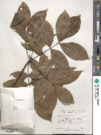 Carya glabra image