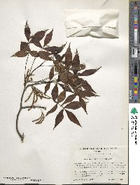 Carya glabra image