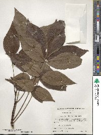 Carya glabra image