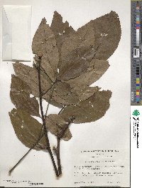 Carya glabra image