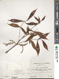 Carya glabra image