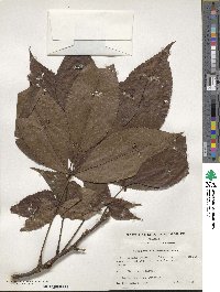 Carya glabra image