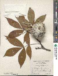 Carya glabra image