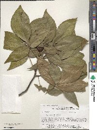 Carya glabra image