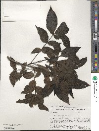 Carya glabra image