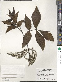 Carya glabra image