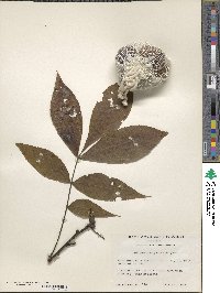 Carya glabra image