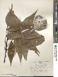 Carya glabra image