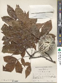 Carya glabra image