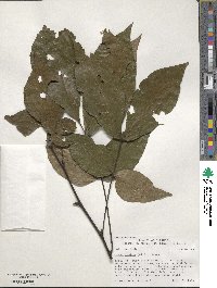 Carya glabra image