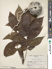 Carya glabra image