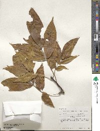 Carya glabra image