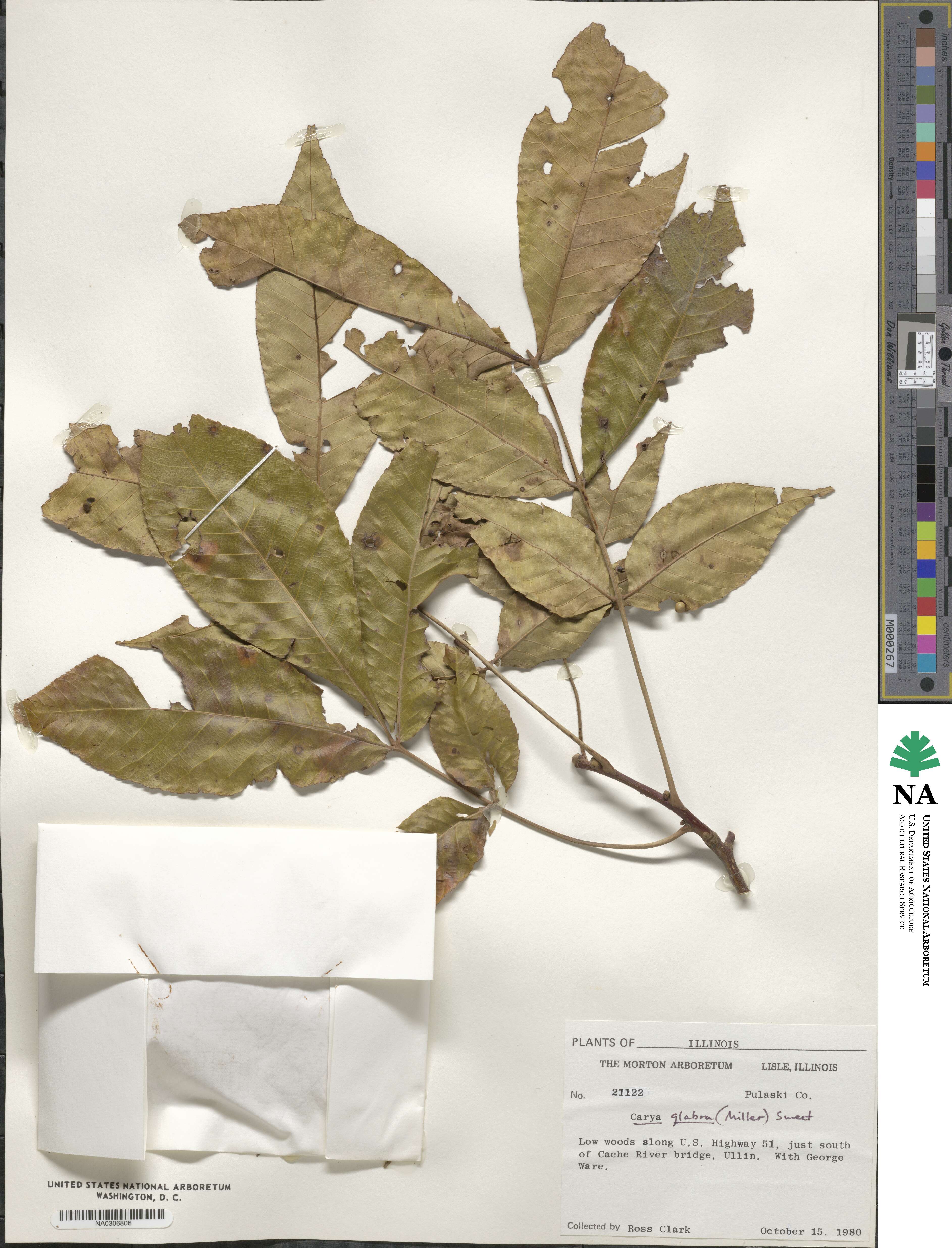 Carya glabra image