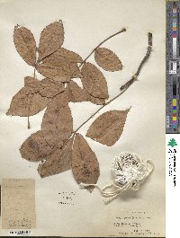 Carya glabra image