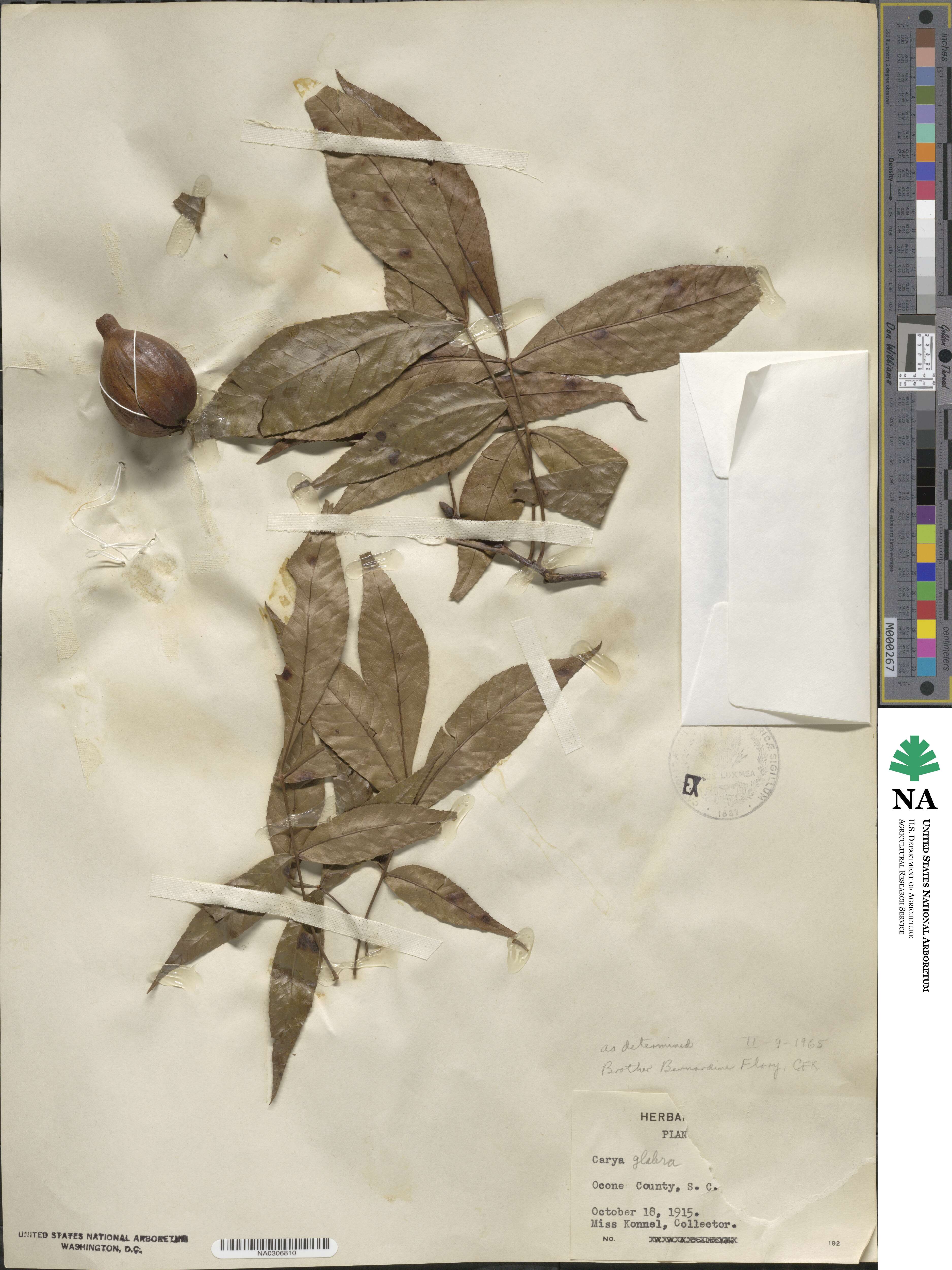 Carya glabra image