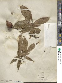 Carya glabra image