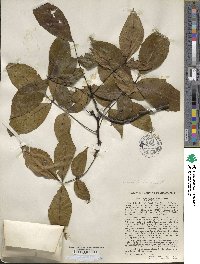 Carya glabra image