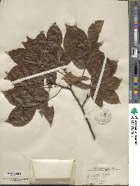 Carya glabra image