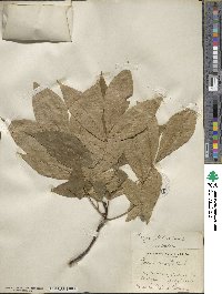 Carya glabra image