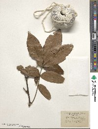 Carya glabra image