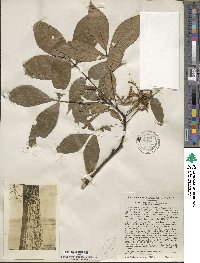 Carya glabra image