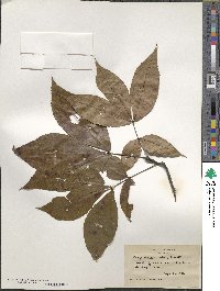 Carya glabra image